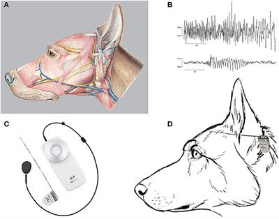 Novel subscalp and intracranial devices to wirelessly record and analyze continuous EEG in unsedated, behaving dogs in their natural environments: A new paradigm in canine epilepsy research